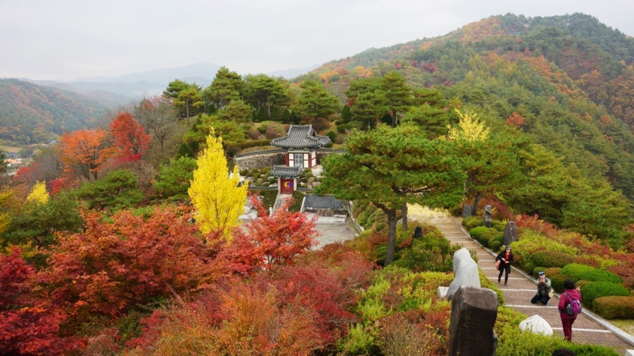 [C-25C] 홍천 은행나무숲+척야산 문화수목원 단풍