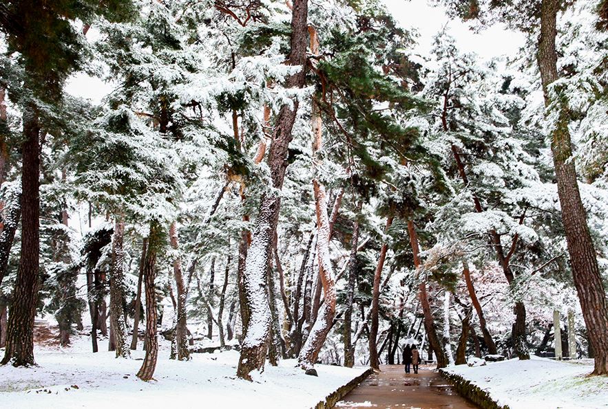 [C-34A]백두대간 협곡열차+분천 산타마을+영주 소수서원&선비촌