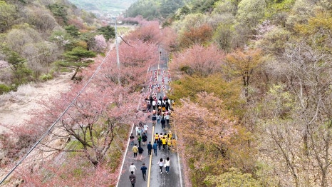 [C-39A] 금산 보곡산골 산벚꽃축제+신안사 벚꽃&유채꽃