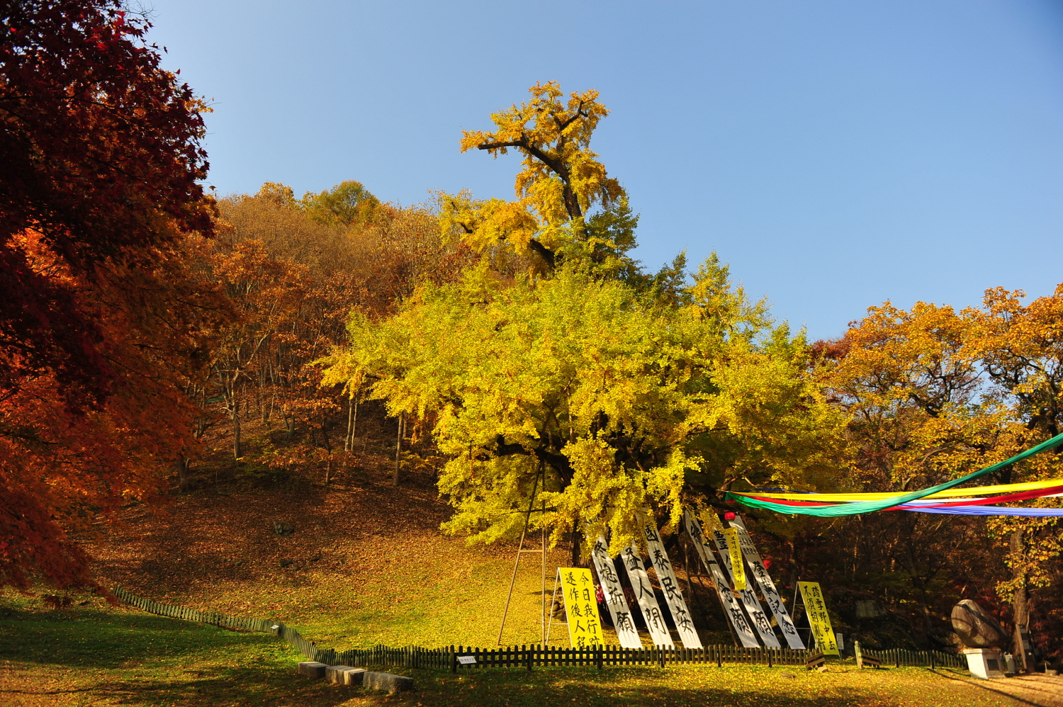 [C-39C] 금산 남이자연휴양림 단풍+보석사 은행나무+소고기샤브샤브 특식