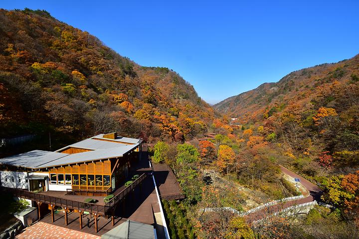 [C-39C] 금산 남이자연휴양림 단풍+보석사 은행나무+소고기샤브샤브 특식