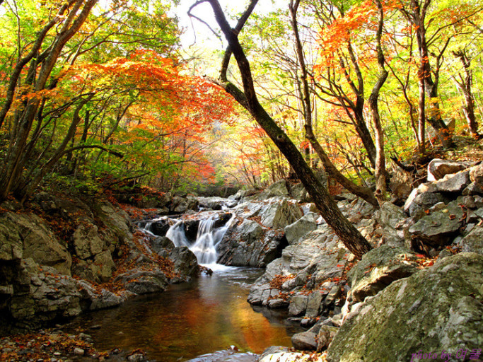 [C-40C] 천상화원 인제 점봉산 곰배령 탐방여행