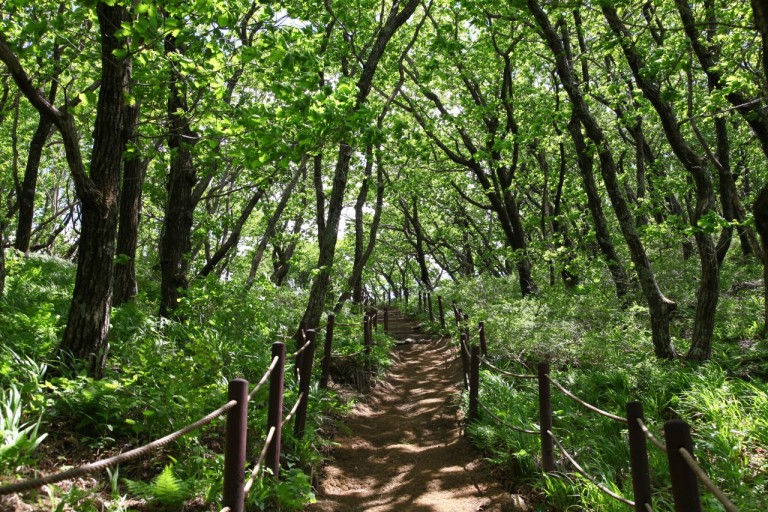 [C-40C] 천상화원 인제 점봉산 곰배령 탐방여행