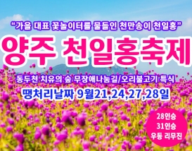 [C-40C] 땡처리 날짜(9월21,24,27,28일) 양주 천만송이 천일홍축제+동두천 치유의 숲+오리불고기 특식