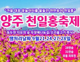 [C-40C] 땡처리 날짜(9월21,24,27,28일) 양주 천만송이 천일홍축제+동두천 치유의 숲+오리불고기 특식