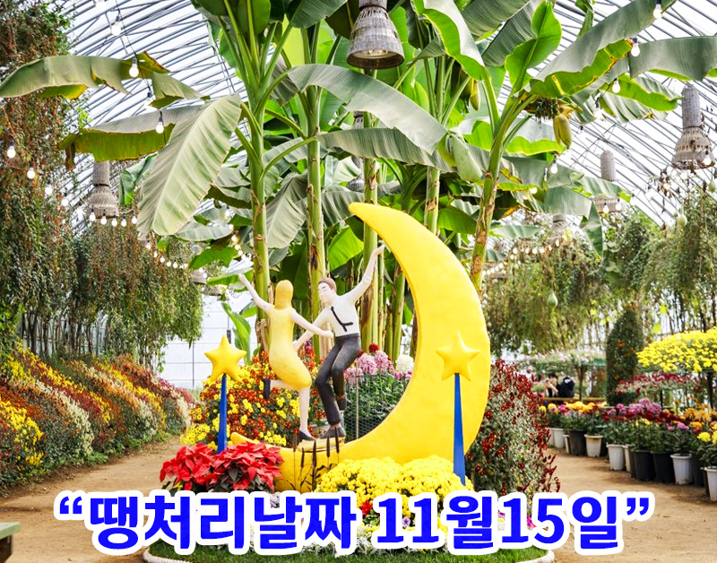 [C-53C] 서산 국화축제+개심사 국화+한우목장 웰빙산책로