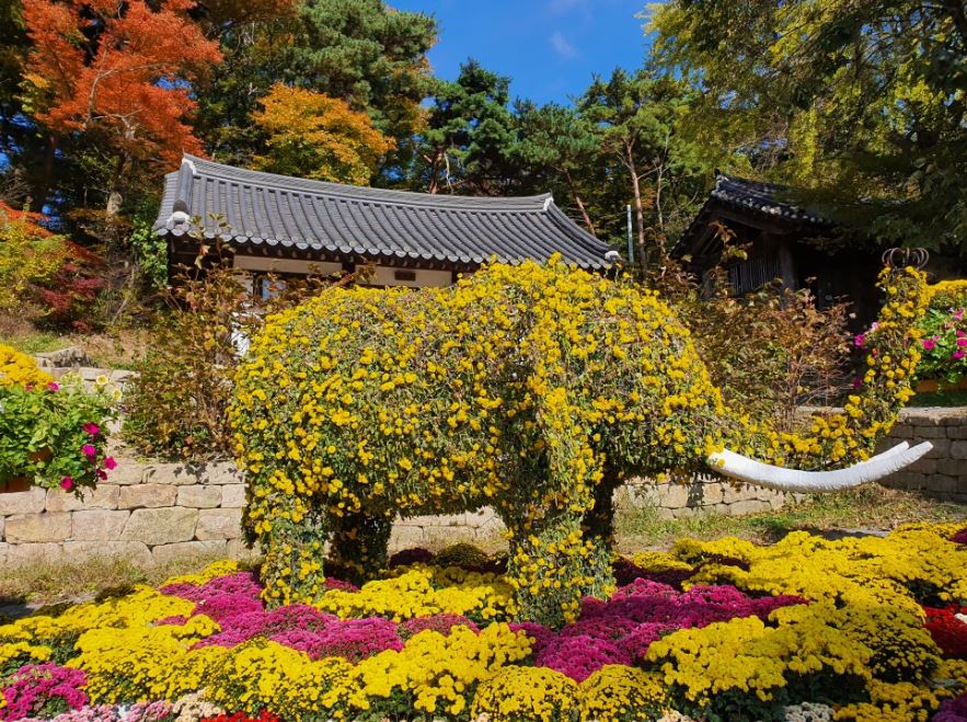 [C-53C] 서산 국화축제+개심사 국화+한우목장 웰빙산책로