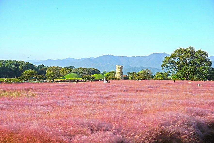 [C-59D] 경주 가을 야경여행! 경주 불국사 단풍+첨성대 핑크뮬리+동궁과 월지 야경