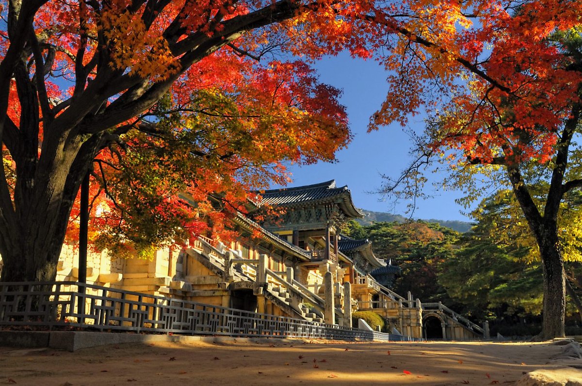 [C-59D] 경주 가을 야경여행! 경주 불국사 단풍+첨성대 핑크뮬리+동궁과 월지 야경