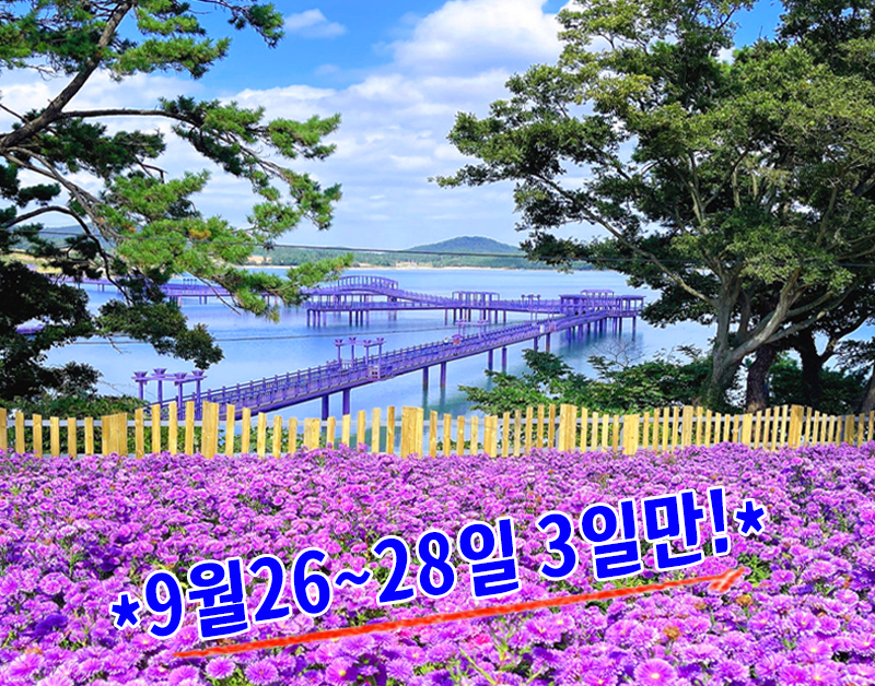[C-70C] 9/26,27,28일 단 3일간! 신안 퍼플섬 아스타꽃축제
