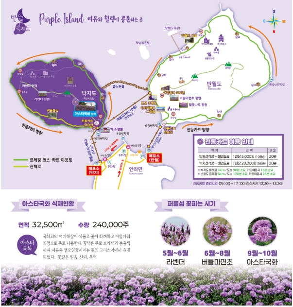 [C-70C] 9/26,27,28일 단 3일간! 신안 퍼플섬 아스타꽃축제