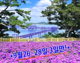 [C-70C] 9/26,27,28일 단 3일간! 신안 퍼플섬 아스타꽃축제