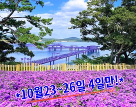 [C-70C] 10/23~26일 단 4일간! 신안 퍼플섬 아스타꽃축제