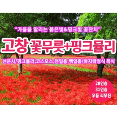 [C-77C] 고창 가을여행 선운사 꽃무릇+고창 꽃객프로젝트+바지락정식 특식