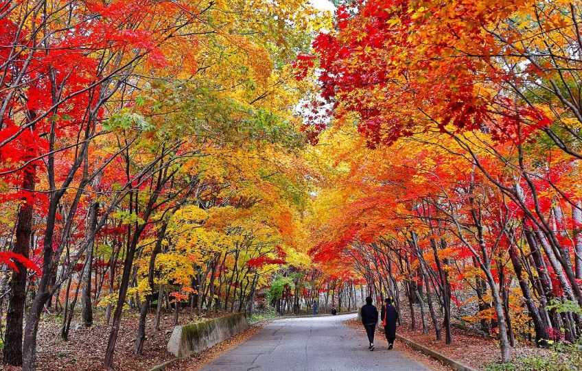 [C-87A] 내설악 백담사 천리길+백담사계곡+인제 필례약수 단풍터널