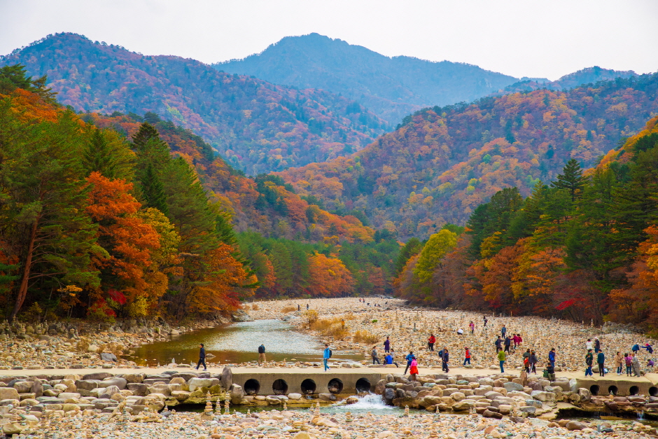 [C-87A] 내설악 백담사 천리길+백담사계곡+인제 가을꽃축제