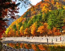 [C-87A] 내설악 백담사 천리길+백담사계곡+인제 가을꽃축제