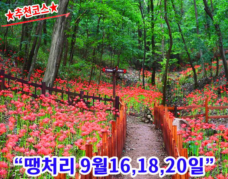 [C-98C] 추천코스 함평 용천사 꽃무릇+돌머리해안&무지개다리