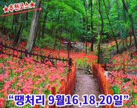 [C-98C] 추천코스 함평 용천사 꽃무릇+돌머리해안&무지개다리