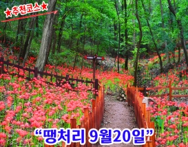 [C-98C] 추천코스 함평 용천사 꽃무릇+돌머리해안&무지개다리