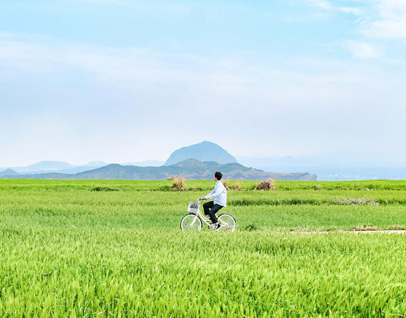 [JP-55A] 전일정 노팁, 노옵션! 4월 청보리 제주도 봄 1박2일 패키지