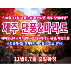 [JPD-10C] 10월과 11월, 가을 제주도 단풍&마라도 당일여행 특가패키지