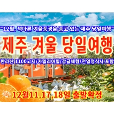 [JPD-11D] 제주도 12월 감귤체험&한라산 1100고지 당일 겨울여행 특가패키지