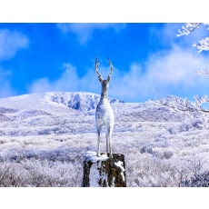 [JPD-11D] 제주도 12월 감귤체험&한라산 1100고지 당일 겨울여행 특가패키지